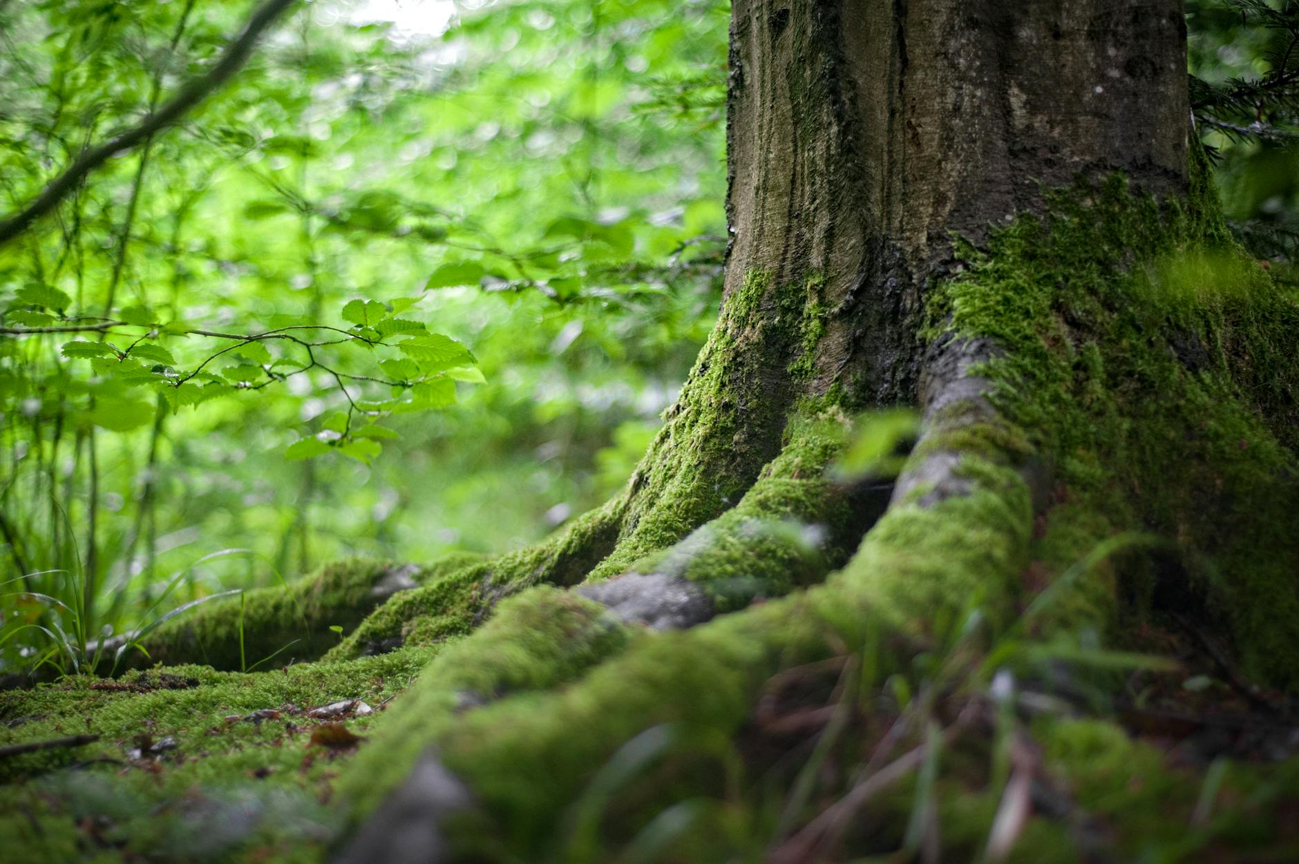 Naturegraph : Explorez et partagez la biodiversité